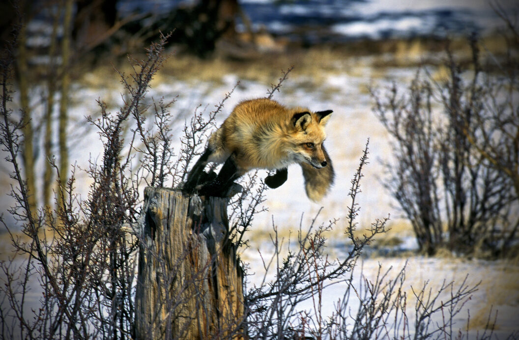 fox jump, happy holidays, gary & amy arndt, fox valley web design llc, above wisconsin drone services, website developers, northeast wisconsin, green bay wi, packerland wi, titletown, fvwd, seo, american website designer, drone pilot, wildlife photographer